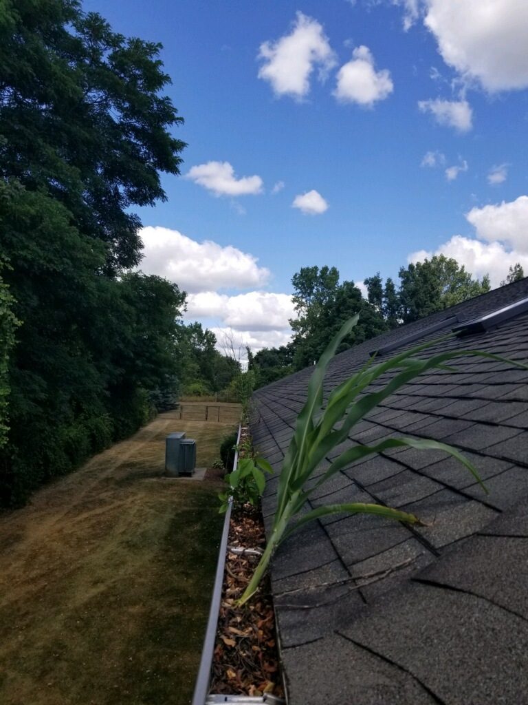 Gutter Cleaning need with plants growing in gutter
